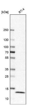 Western Blot: Thioredoxin-like 5/TRP14/TXNDC17 Antibody [NBP1-81204]