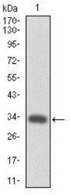 Western Blot: Thrombopoietin R/Tpo R Antibody (1H2)BSA Free [NBP2-37529]