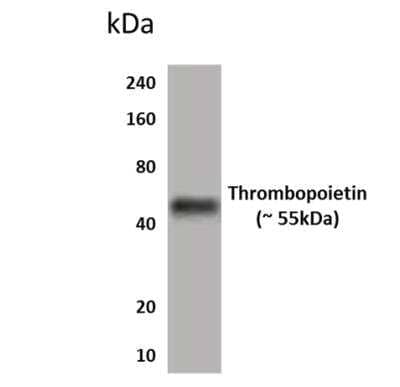 Western Blot: Thrombopoietin/THPO Antibody (MM0566-1Z3)Azide and BSA Free [NBP2-11922]