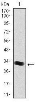 Western Blot: Thrombopoietin/THPO Antibody (1B11)BSA Free [NBP2-37498]