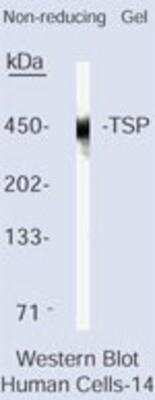 Western Blot: Thrombospondin-1 Antibody (A4.1) [NB600-554]