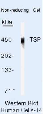 Western Blot: Thrombospondin-1 Antibody (A4.1) [NB600-554]