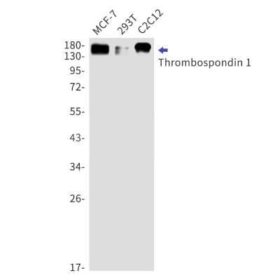 Western Blot: Thrombospondin-1 Antibody (S06-5F3) [NBP3-15101]