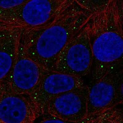 Immunocytochemistry/ Immunofluorescence: Thrombospondin-3 Antibody [NBP2-68953]