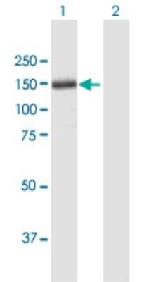 Western Blot: Thrombospondin-4 Antibody [H00007060-B01P]