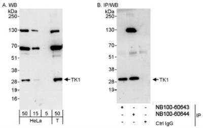 Western Blot: Thymidine Kinase 1 Antibody [NB100-60644]