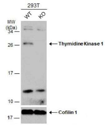 Western Blot: Thymidine Kinase 1 Antibody [NBP2-20626]