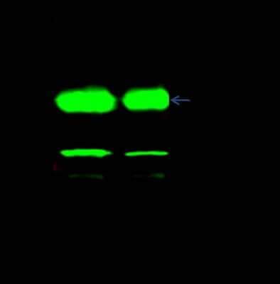 Immunoprecipitation: Thymidylate Synthase Antibody [NBP2-99086]