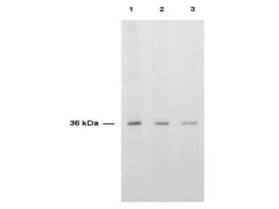 Western Blot: Thymidylate Synthase AntibodyBSA Free [NB600-642]