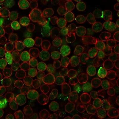 Immunocytochemistry/ Immunofluorescence: Thymidylate Synthase Antibody (rTYMS/1884) [NBP3-07145]