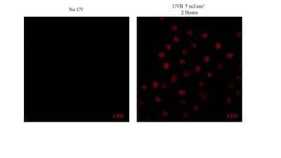 Immunocytochemistry/ Immunofluorescence: Thymine Dimer Antibody (H3) - BSA Free [NB600-1141]