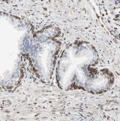 Immunohistochemistry-Paraffin: Thymopoietin/LAP2 Antibody [NBP1-87822]