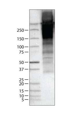 Western Blot: Thyroglobulin Antibody (CL0164) [NBP2-14784]