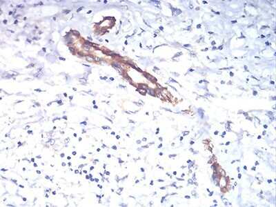 Immunohistochemistry-Paraffin: TSH beta Antibody (1D12G1) - BSA Free [NBP2-52574]
