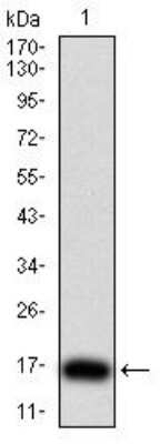 Western Blot: TSH beta Antibody (1D12G1)BSA Free [NBP2-52574]