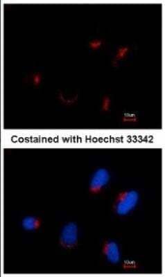 Immunocytochemistry/ Immunofluorescence: Thyroid receptor-interacting protein 11 Antibody (10G5) [NBP1-41204]