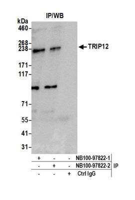 Immunoprecipitation: Thyroid receptor-interacting protein 12 Antibody [NB100-97822]