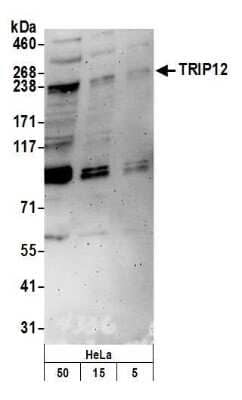 Western Blot: Thyroid receptor-interacting protein 12 Antibody [NB100-97822]