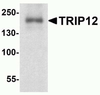 Western Blot: Thyroid receptor-interacting protein 12 AntibodyBSA Free [NBP2-81864]