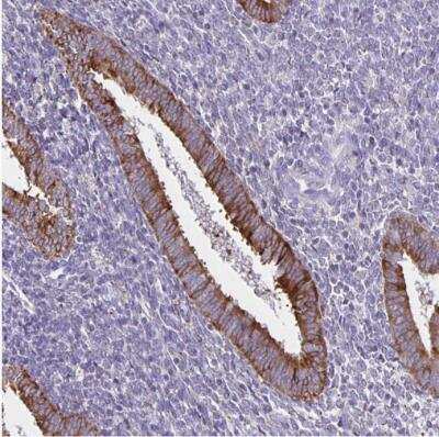Immunohistochemistry-Paraffin: Thyrotropin Releasing Hormone Antibody [NBP2-34014]
