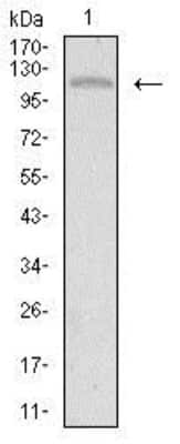 Western Blot: Tie-1 Antibody (8D12B10)BSA Free [NBP2-37270]