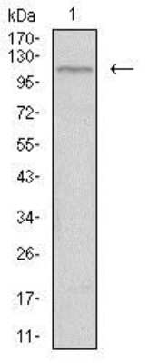 Western Blot: Tie-1 Antibody (8D12D2)BSA Free [NBP2-37267]