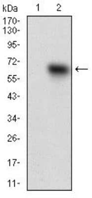 Western Blot: Tie-1 Antibody (8D12D2)BSA Free [NBP2-37267]