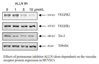 Western Blot: Tie-2 Antibody (MM0018-21G7)Azide and BSA Free [NB110-60986]