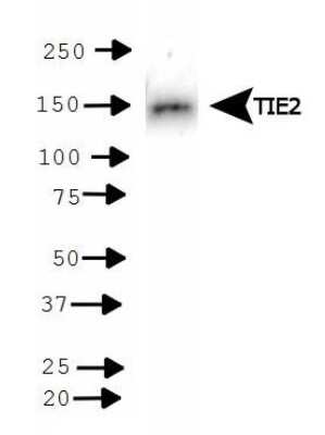 Western Blot: Tie-2 AntibodyBSA Free [NBP1-69753]