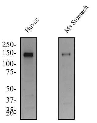 Western Blot: Tie-2 AntibodyBSA Free [NBP1-69753]