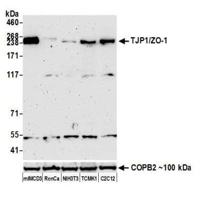 Western Blot: Tight Junction Protein 1 Antibody (BLR092G) [NBP2-80141]