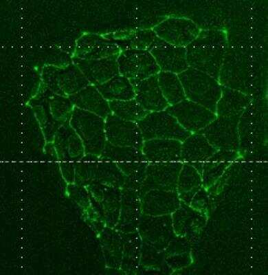Immunocytochemistry/ Immunofluorescence: Tight Junction Protein 1 Antibody [NBP1-85047]