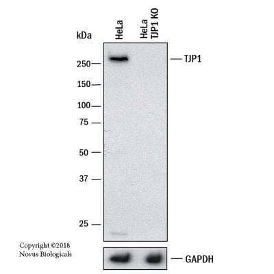 Knockout Validated: Tight Junction Protein 1 Antibody [NBP1-85047]