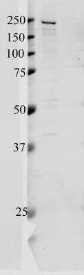 Western Blot: Tight Junction Protein 1 Antibody [NBP1-85046]