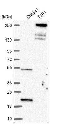 Western Blot: Tight Junction Protein 1 Antibody [NBP1-85047]