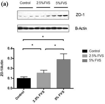 Western Blot: Tight Junction Protein 1 Antibody [NBP1-85047]
