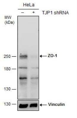 Western Blot: Tight Junction Protein 1 Antibody [NBP2-21051]