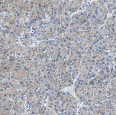 Immunohistochemistry-Paraffin: Tight Junction Protein 2 Antibody [NBP1-86850]