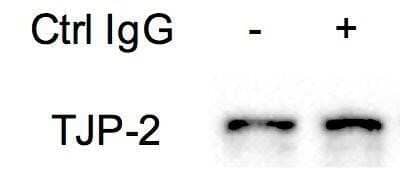 Western Blot: Tight Junction Protein 2 Antibody [NBP1-86850]