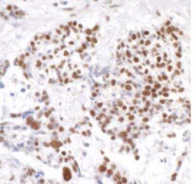 Immunohistochemistry-Paraffin: Timeless Antibody [NB100-40853]