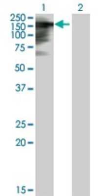 Western Blot: Timeless Antibody [H00008914-B01P]