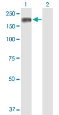 Western Blot: Timeless Antibody [H00008914-D01P]