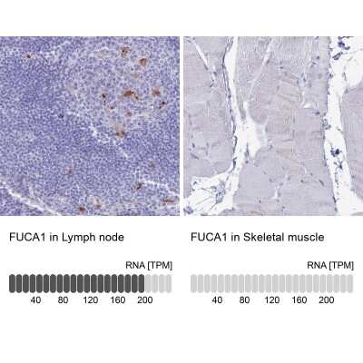 Immunohistochemistry-Paraffin: Tissue alpha-L-Fucosidase/FUCA1 Antibody [NBP2-32044]