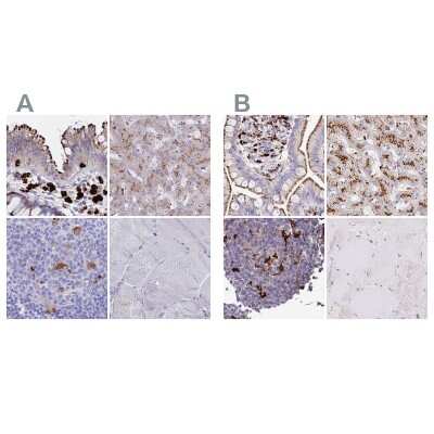 Immunohistochemistry-Paraffin: Tissue alpha-L-Fucosidase/FUCA1 Antibody [NBP2-32044]