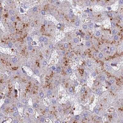 Immunohistochemistry-Paraffin: Tissue alpha-L-Fucosidase/FUCA1 Antibody [NBP2-32044]