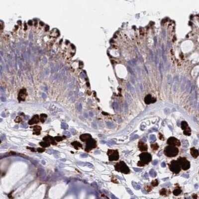 Immunohistochemistry-Paraffin: Tissue alpha-L-Fucosidase/FUCA1 Antibody [NBP2-32044]