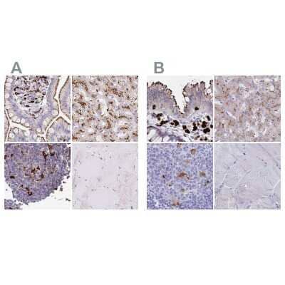 Immunohistochemistry-Paraffin: Tissue alpha-L-Fucosidase/FUCA1 Antibody [NBP2-58170]