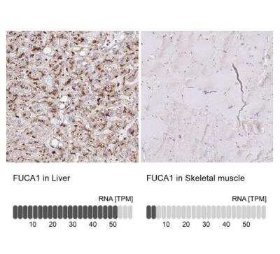 Immunohistochemistry-Paraffin: Tissue alpha-L-Fucosidase/FUCA1 Antibody [NBP2-58170]