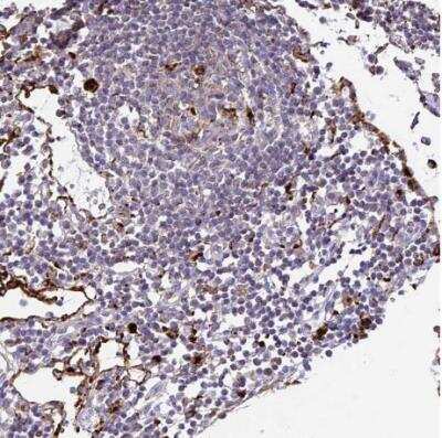 Immunohistochemistry-Paraffin: Tissue alpha-L-Fucosidase/FUCA1 Antibody [NBP2-58170]