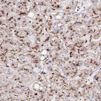 Immunohistochemistry-Paraffin: Tissue alpha-L-Fucosidase/FUCA1 Antibody [NBP2-58170]